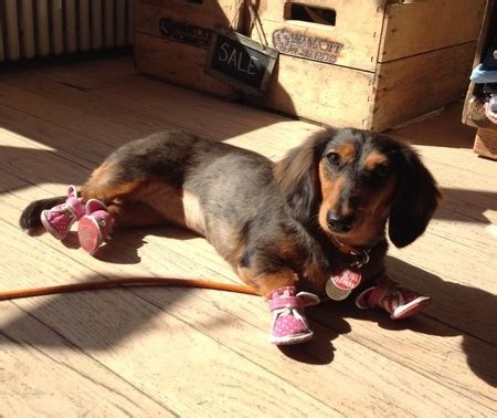 adidas dachshund sneakers|best dog boots for dachshunds.